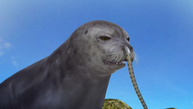 男子发现海豹鼻子长出了一条"尾巴",了解原因后,简直哭笑不得