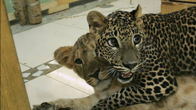 当家养花豹看见另一只豹子时,会有什么反应?