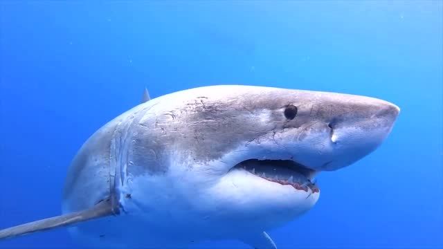 这应该是我见过最大的大白鲨,大家目测一下有多长多重,深海恐惧者慎入
