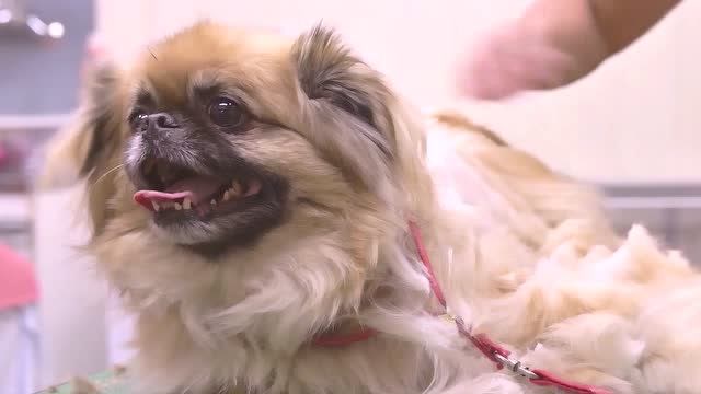 萌宠:憨皮不动的样子,憨厚可爱又讨喜,有没有萌到你们!