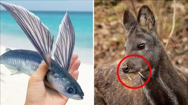 会飞的鱼,长獠牙的吸血鬼鹿,6个"变异"的神奇动物