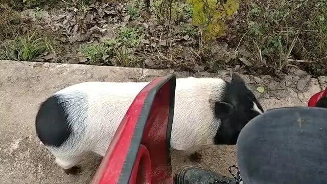 在农村没事出溜溜猪,我开车,它跑步