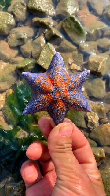 六角海星,真漂亮呀!