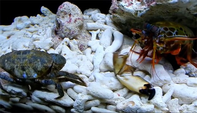 螃蟹遇上螳螂虾,被当成球踢,螳螂虾:怎么一踢就碎了