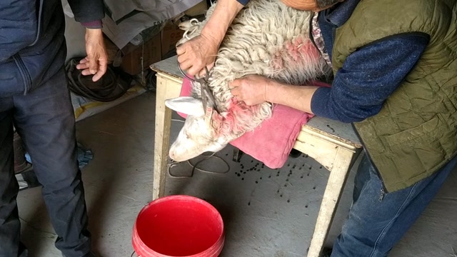 羊脑包虫手术教程图片