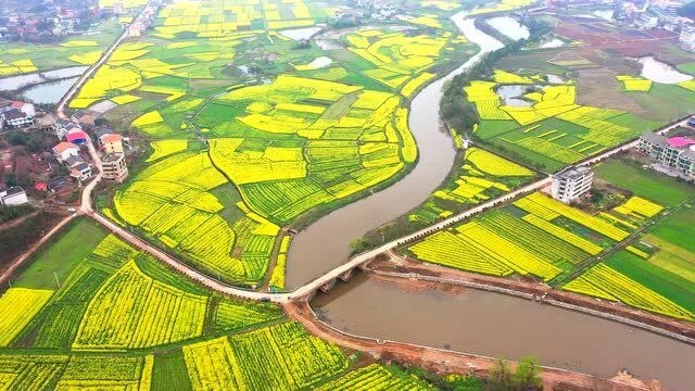 航拍-衡阳县西渡镇油菜花海,武水河呈s形从花海中穿过,美轮美奂