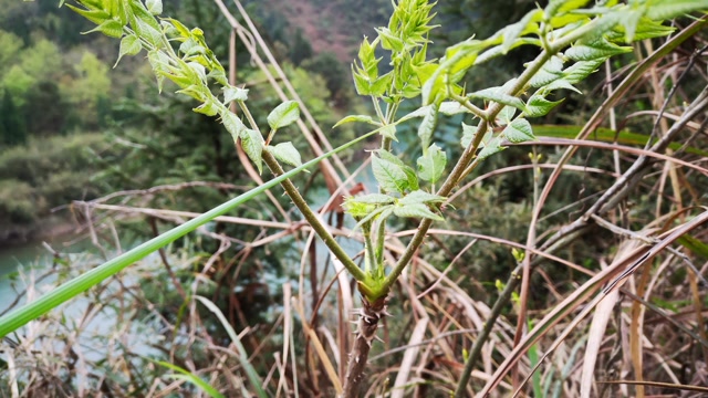 全身长满刺的野菜,农村妹子摘回家炒鸡蛋,你知道它的名字吗?