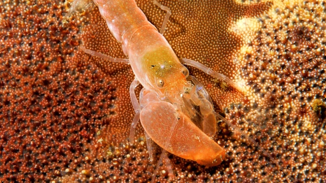 2021年4月刊 pistol shrimp