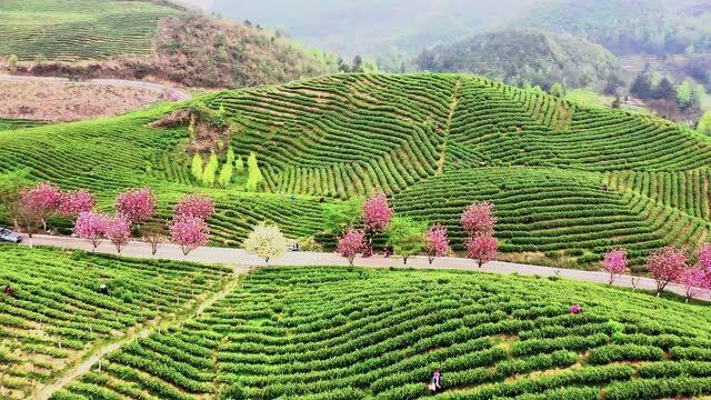 航拍贵州惠水咕噜云岭 茶园叠翠樱花烂漫好春光