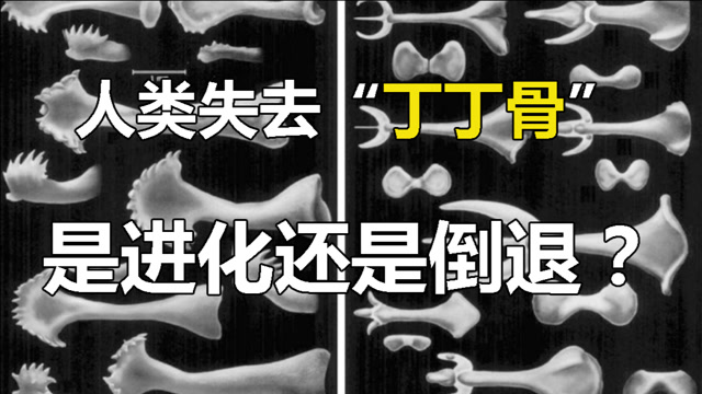 人类为什么会失去"丁丁骨"?这是进化优势,还是倒退了?