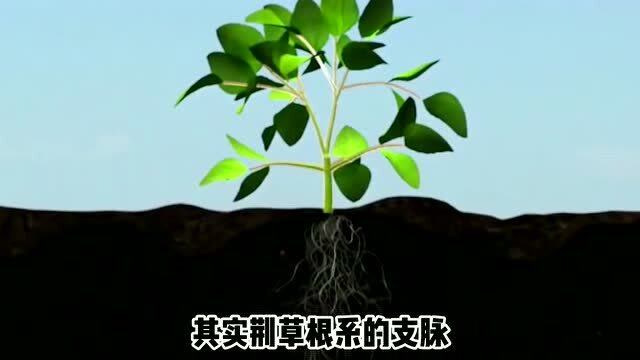 为什么说荆草茂盛的地方,可能有大量黄金?这是什么特性和现象?