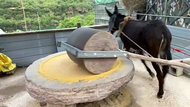 蒙面小毛驴正在磨米转圈转的太有规律了最原始的磨坊就是这样的