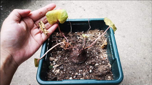 夏季,仙客来叶片枯萎了别扔,谨记做好2步,入秋后蹭蹭长