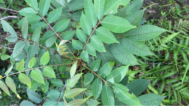 农村生长的"漆树",很多人不知道它的价值,一起来认识一下吧