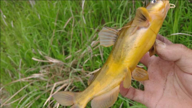 野钓黄辣丁黄颡鱼一晚可以钓上百条技巧全在这里太过瘾了