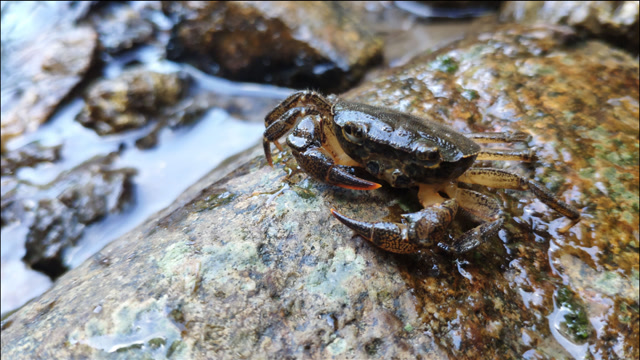 夫妻俩到深山小溪里抓螃蟹,一个接一个,媳妇被夹的哇哇大叫