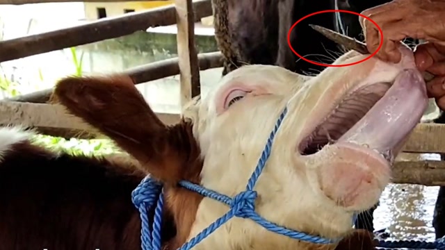 一根长钉"捅穿牛鼻",疼得牛哞哞直叫也不停手,究竟意欲何为?