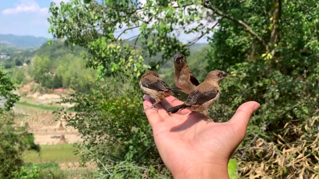 山上偶遇放生的小鸟,没想到它们居然直接飞到小伙手上!