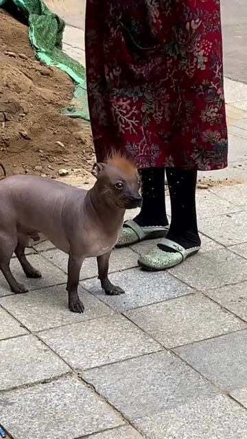 第一次见西游记里,小旋风的"真身",我有点激动!