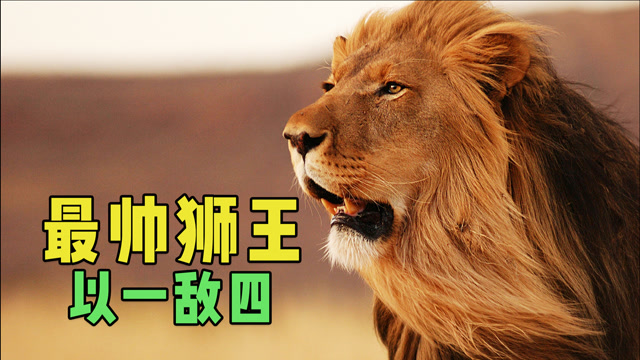 狮王"莫伦"为妻儿复仇,以一敌四雄狮,咬死鬣狗成功捍卫领地