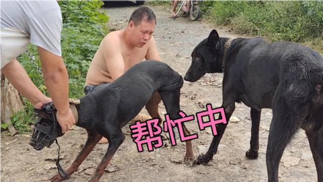 黑狼犬杂交莱州红犬强制性给它配上母狗反抗很激烈