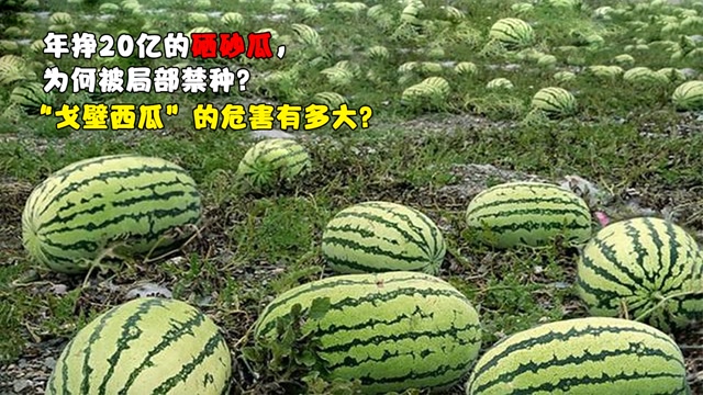 年掙20億的硒砂瓜,為何被局部禁種?