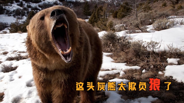 看完笑能把你笑哭《灰熊和狼群的战争》#电影种草指南大赛