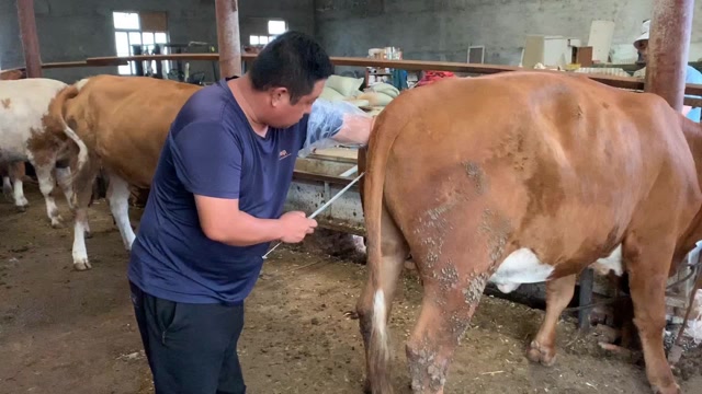 公牛配了发情的母牛配种员把牛精挤出来再跟一枪公牛要哭了