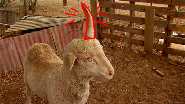 羊儿头顶独角,如同一根"擎天柱",羊群中"最靓的仔"!