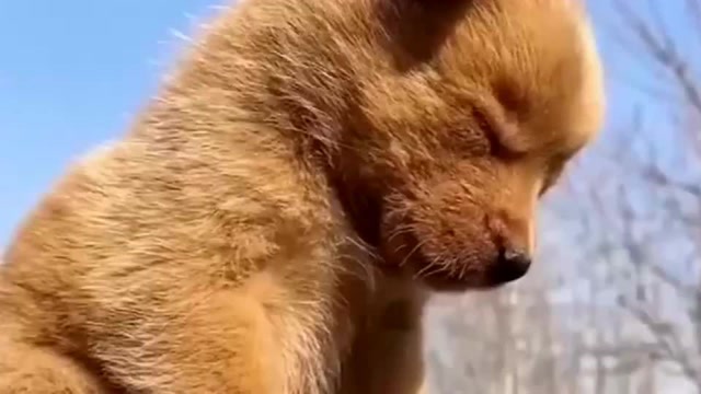 小奶狗的搞笑睡姿,困成这样也不知道它在等什么?