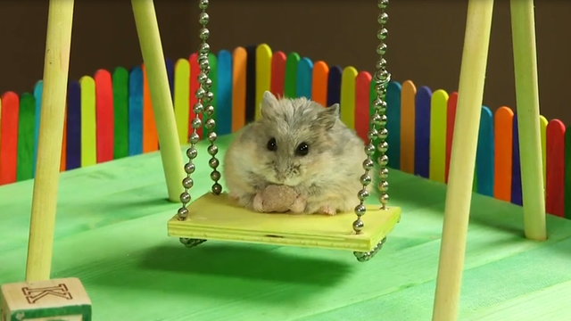 一只在小操场上玩耍的小仓鼠 好可爱!快萌化了!