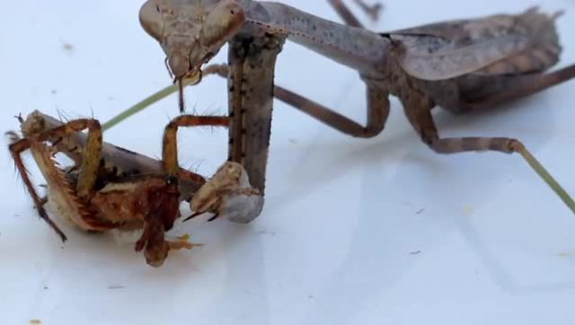 螳螂vs蜘蛛大战!