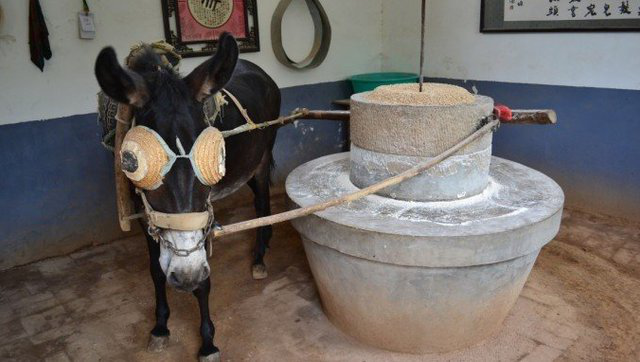 驴拉磨为什么要蒙上眼睛呢?