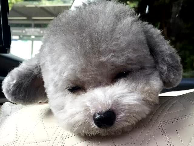 飞耳小灰贵修毛毛