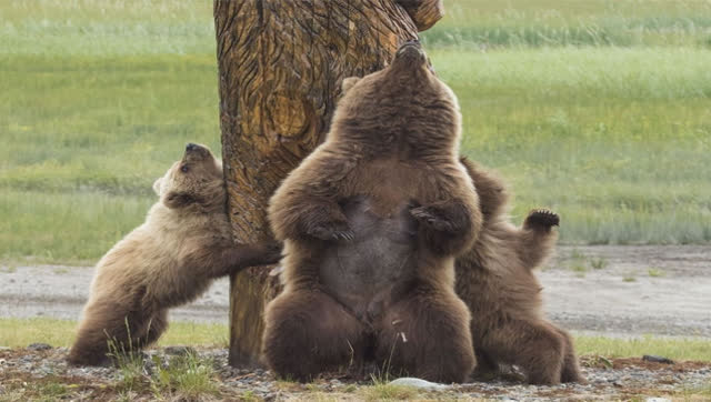 爆笑!加拿大山林里捕捉到棕熊挠痒画面 身姿妖娆好似跳钢管舞