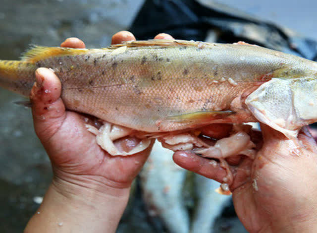 去魚內臟這麼去,讓你的魚吃起更鮮!