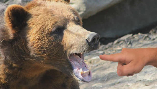 醉酒男子闯动物园用自己的手臂喂熊