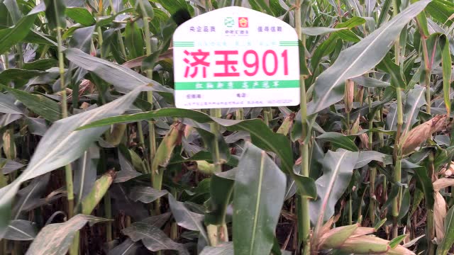 济玉901玉米种3