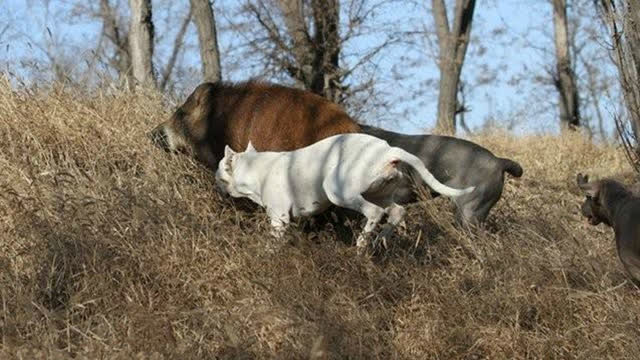 比特犬大战野猪,不管三七二十一冲上去就开干