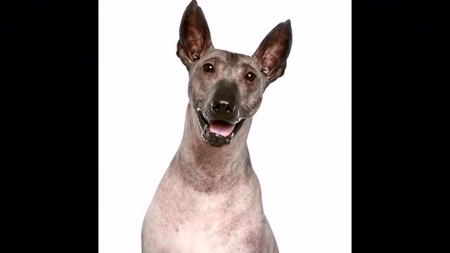 秘鲁印加兰花犬 这是全球最贵的汪星人