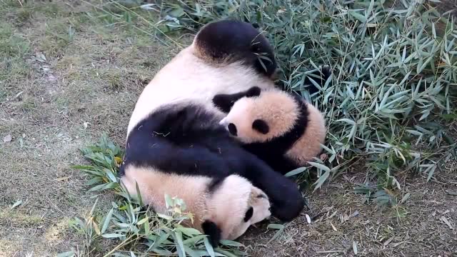 快看!熊猫妈妈给宝宝喂奶咯