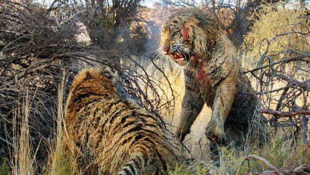 老虎吃巨蟒不成,不料反被巨蟒吞食!