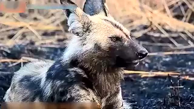 鬣狗果然是掏肛专家,大象都被掏空