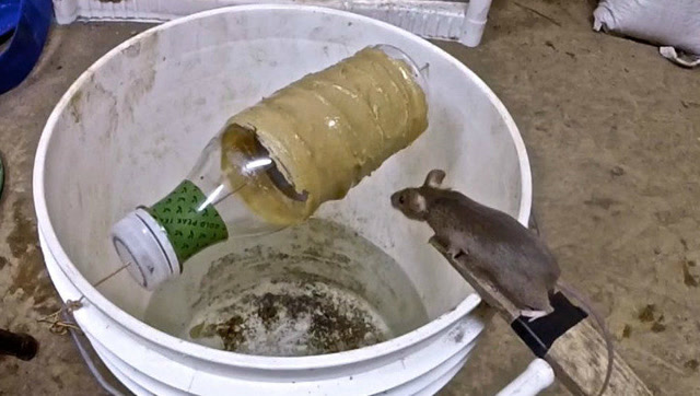 国外小伙用水桶设计捕鼠器,一晚上能抓几十只!