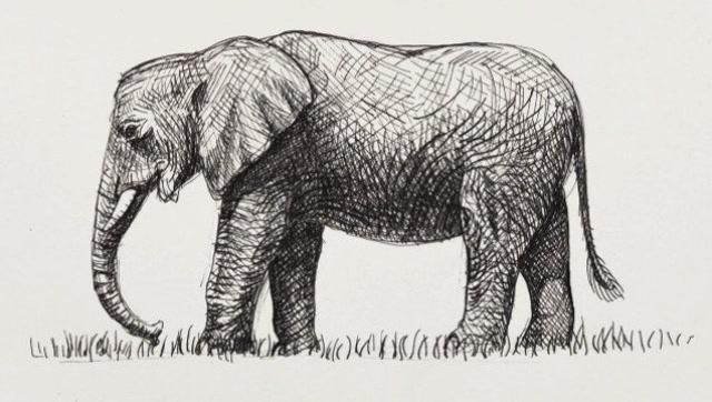 一笔一画,三分钟学会速写大象!