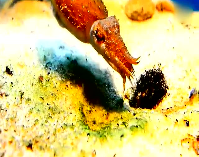 乌贼大战螃蟹 小螃蟹遇到这么凶猛的乌贼 你还是认命吧!