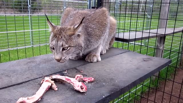 别看它长着一副猫样,这猞猁吃起肉来比老虎还凶!