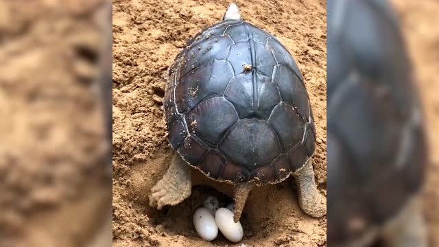 乌龟正在下蛋,乌龟蛋可以吃吗?