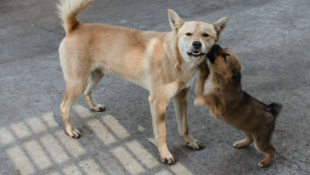 实拍印度土狗,这群家伙一天不知道吃多少东西