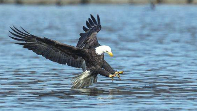 老鹰俯冲下水捉鱼,不料反被鱼拖入水中